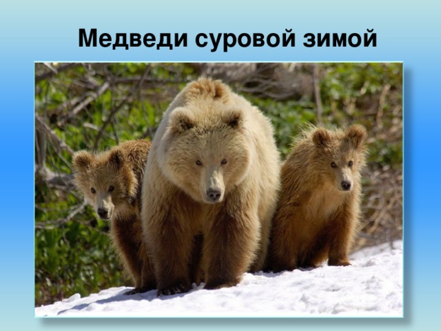 Медведи суровой зимой
