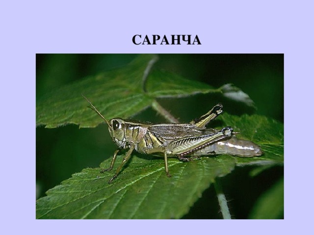 САРАНЧА