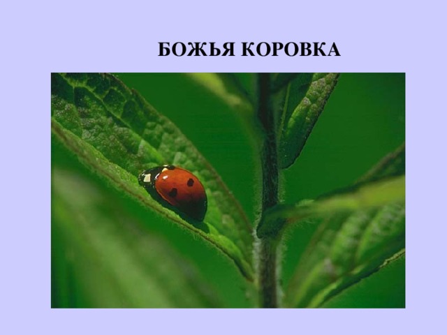 БОЖЬЯ КОРОВКА