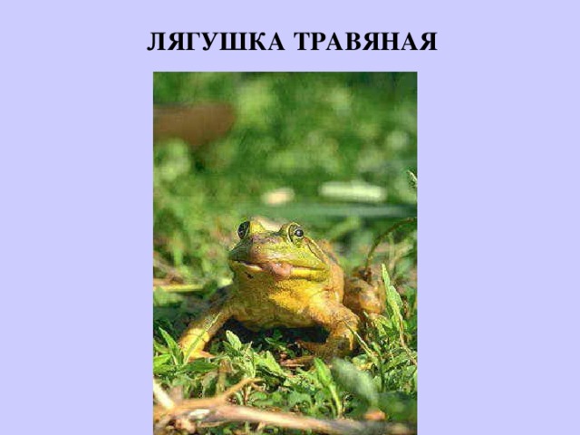 ЛЯГУШКА ТРАВЯНАЯ