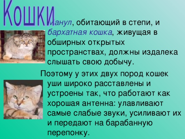 Манул бархатная кошка