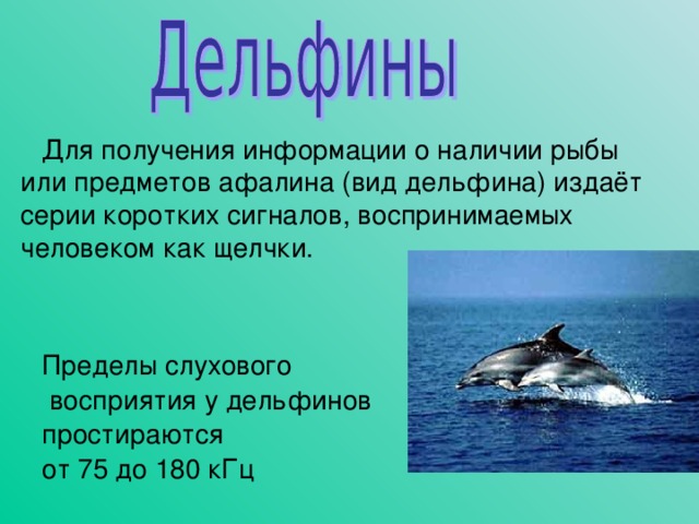 Для получения информации о наличии рыбы или предметов афалина (вид дельфина) издаёт серии коротких сигналов, воспринимаемых человеком как щелчки. Пределы слухового  восприятия у дельфинов простираются от 75 до 180 кГц