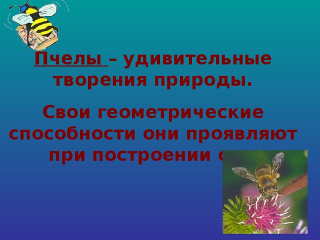 Пчелы – удивительные творения природы. Свои геометрические способности они проявляют при построении сот.