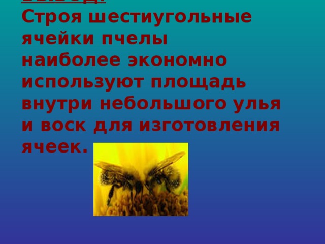 ВЫВОД: Строя шестиугольные ячейки пчелы наиболее экономно используют площадь внутри небольшого улья и воск для изготовления ячеек.