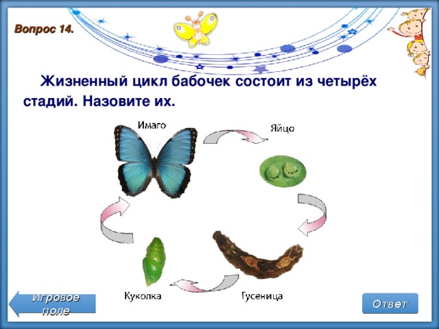 Вопрос 14.  Жизненный цикл бабочек состоит из четырёх стадий. Назовите их. Игровое поле Ответ