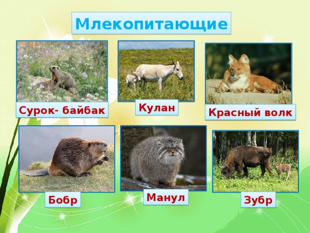 Млекопитающие Кулан Сурок- байбак Красный волк Манул Бобр Зубр