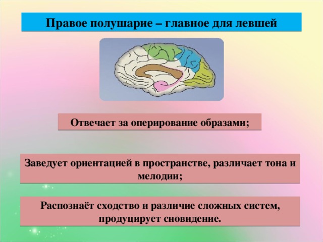 Правое полушарие – главное для левшей Отвечает за оперирование образами; Заведует ориентацией в пространстве, различает тона и мелодии; Распознаёт сходство и различие сложных систем, продуцирует сновидение.