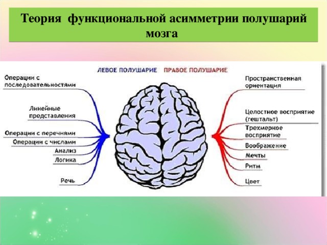 Теория функциональной асимметрии полушарий мозга