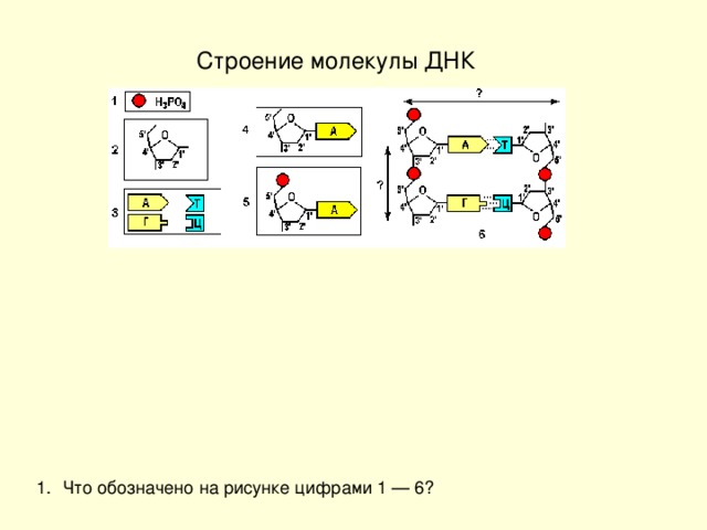 Строение молекулы ДНК