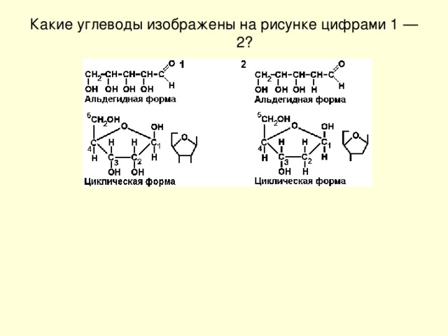 Какие углеводы изображены на рисунке цифрами 1 — 2?