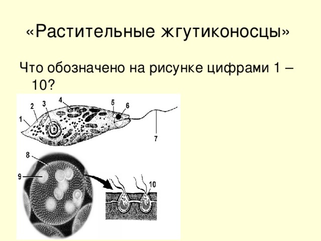 «Растительные жгутиконосцы»