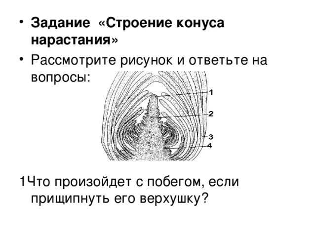 Конус нарастания