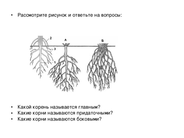 Рассмотрите рисунок и ответьте на вопросы:            Какой корень называется главным? Какие корни называются придаточными? Какие корни называются боковыми?
