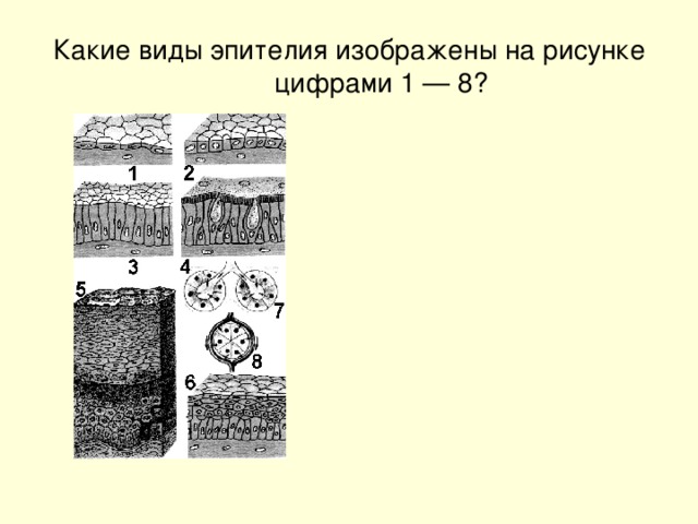 Какие виды эпителия изображены на рисунке цифрами 1 — 8?