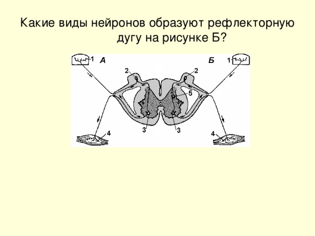 Какие виды нейронов образуют рефлекторную дугу на рисунке Б?