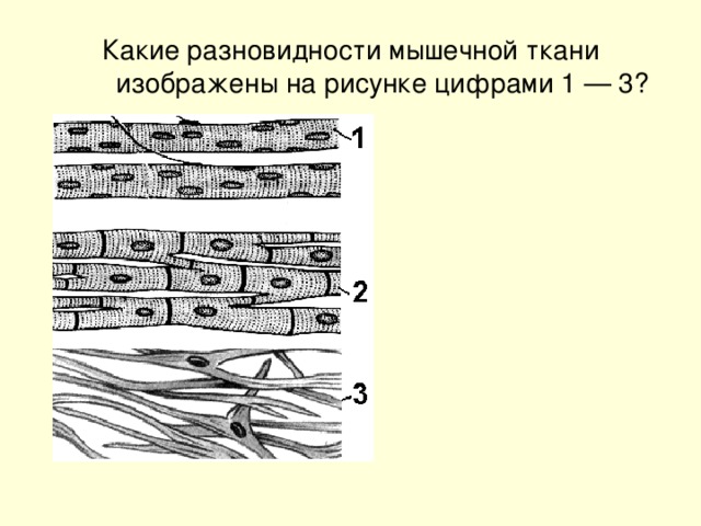 Какие ткани изображены на картинке