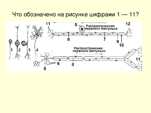 Что обозначено на рисунке цифрами 1 — 11?