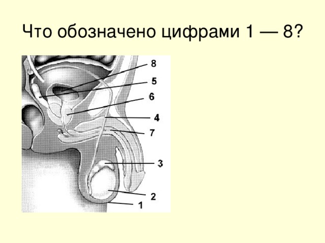 Что обозначено цифрами 1 — 8?