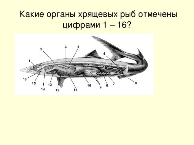 Какие органы хрящевых рыб отмечены цифрами 1 – 16?