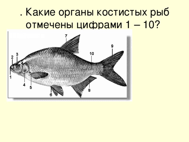 . Какие органы костистых рыб отмечены цифрами 1 – 10?