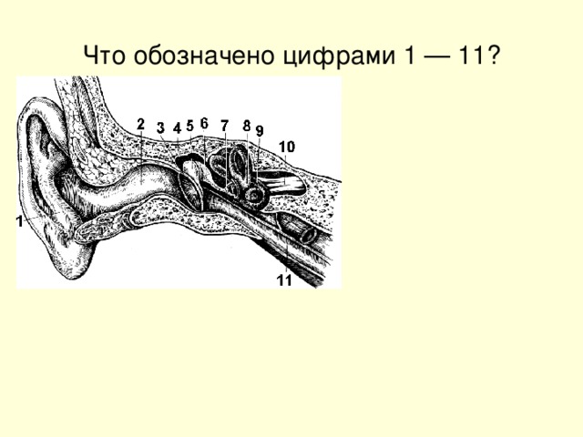 Что обозначено цифрами 1 4