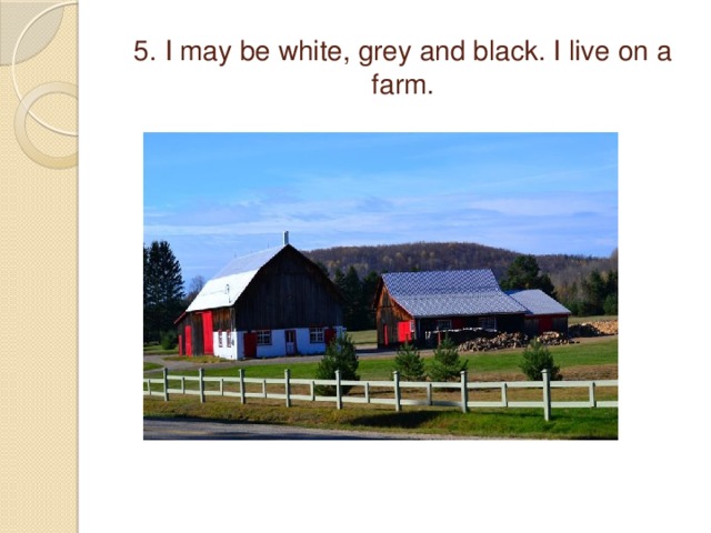 5. I may be white, grey and black. I live on a farm.