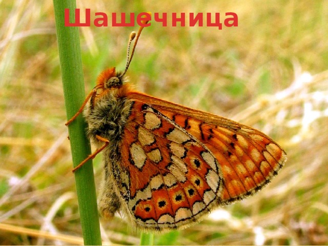 Шашечница