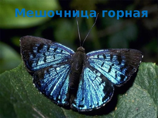 Мешочница горная