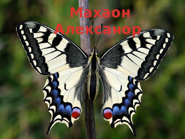 Махаон Алексанор