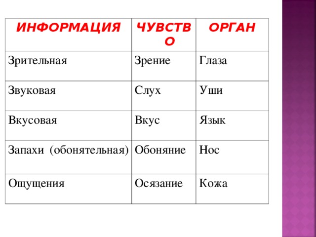 ИНФОРМАЦИЯ ЧУВСТВО Зрительная ОРГАН Зрение Звуковая Глаза Вкусовая Слух Уши Вкус Запахи (обонятельная) Язык Обоняние Ощущения Нос Осязание Кожа