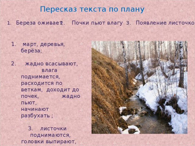 Пересказ текста по плану  Береза оживает 2 . Почки пьют влагу 3. Появление листочков  март, деревья, берёза; 2. жадно всасывают, влага поднимается, расходится по веткам, доходит до почек, жадно пьют, начинают разбухать ;  3. листочки поднимаются, головки выпирают, навстречу солнцу, появятся пучки душистых листочков;