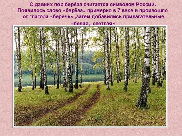 С давних пор берёза считается символом России. Появилось слово «берёза» примерно в 7 веке и произошло от глагола «беречь» ,затем добавились прилагательные «белая, светлая »