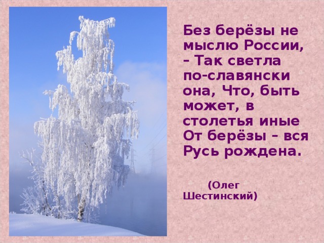 Без берёзы не мыслю России, – Так светла по-славянски она, Что, быть может, в столетья иные От берёзы – вся Русь рождена.     (Олег Шестинский)