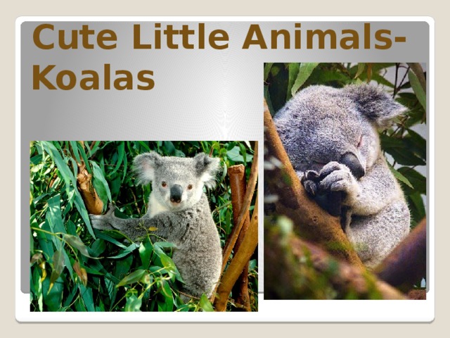 Cute Little Animals- Koalas