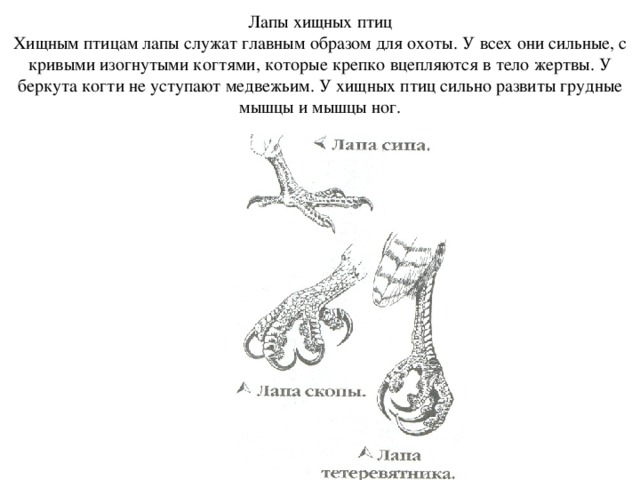 Лапы хищных птиц  Хищным птицам лапы служат главным образом для охоты. У всех они сильные, с кривыми изогнутыми когтями, которые крепко вцепляются в тело жертвы. У беркута когти не уступают медвежьим. У хищных птиц сильно развиты грудные мышцы и мышцы ног.