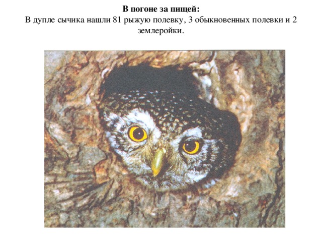 В погоне за пищей: В дупле сычика нашли 81 рыжую полевку, 3 обыкновенных полевки и 2 землеройки.