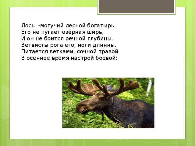 Лось -могучий лесной богатырь.  Его не пугает озёрная ширь,  И он не боится речной глубины.  Ветвисты рога его, ноги длинны.  Питается ветками, сочной травой.  В осеннее время настрой боевой: