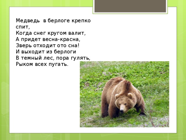 Медведь в берлоге крепко спит,  Когда снег кругом валит,  А придет весна-красна,  Зверь отходит ото сна!  И выходит из берлоги  В темный лес, пора гулять,  Рыком всех пугать.