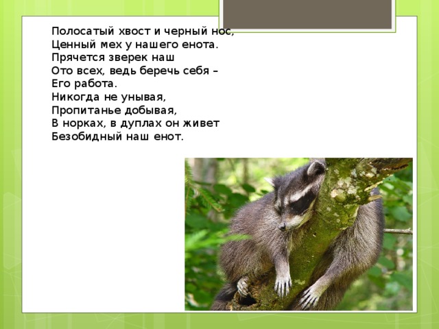 Полосатый хвост и черный нос,  Ценный мех у нашего енота.  Прячется зверек наш  Ото всех, ведь беречь себя –  Его работа.  Никогда не унывая,  Пропитанье добывая,  В норках, в дуплах он живет  Безобидный наш енот.