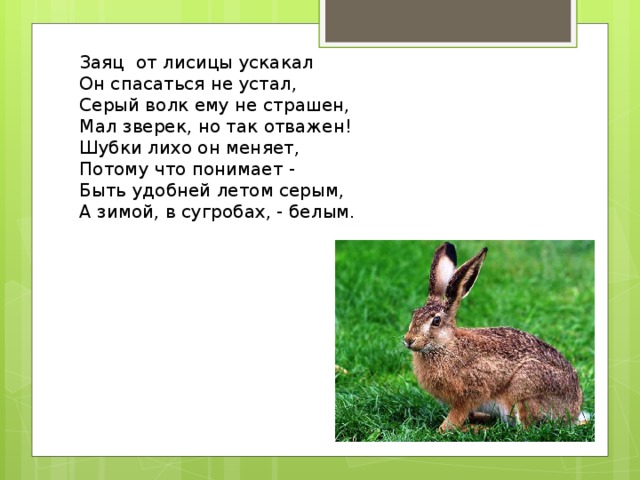 Заяц от лисицы ускакал  Он спасаться не устал,  Серый волк ему не страшен,  Мал зверек, но так отважен!  Шубки лихо он меняет,  Потому что понимает -  Быть удобней летом серым,  А зимой, в сугробах, - белым.