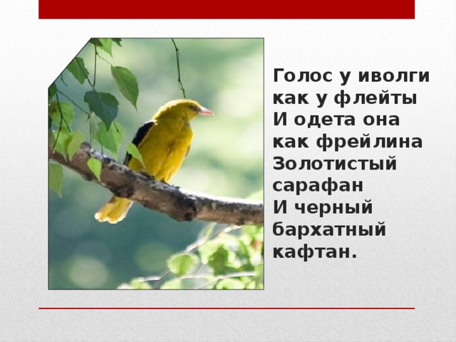 Голос у иволги как у флейты  И одета она как фрейлина  Золотистый сарафан  И черный бархатный кафтан.