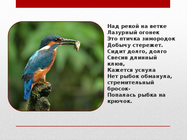 Над рекой на ветке  Лазурный огонек  Это птичка зимородок  Добычу стережет.  Сидит долго, долго  Свесив длинный клюв,  Кажется уснула  Нет рыбок обманула, стремительный бросок-  Попалась рыбка на крючок.