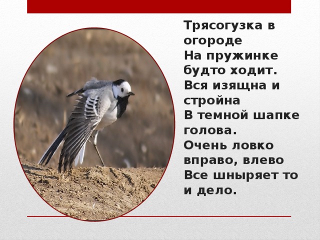 Трясогузка в огороде  На пружинке будто ходит.  Вся изящна и стройна  В темной шапке голова.  Очень ловко вправо, влево  Все шныряет то и дело.