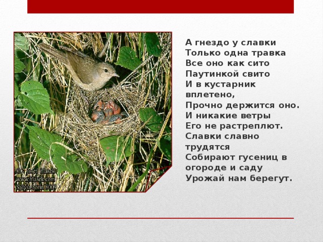 А гнездо у славки  Только одна травка  Все оно как сито  Паутинкой свито  И в кустарник вплетено,  Прочно держится оно.  И никакие ветры  Его не растреплют.  Славки славно трудятся  Собирают гусениц в огороде и саду  Урожай нам берегут.