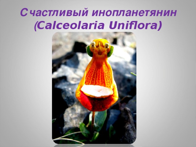 Счастливый инопланетянин ( Calceolaria Uniflora)