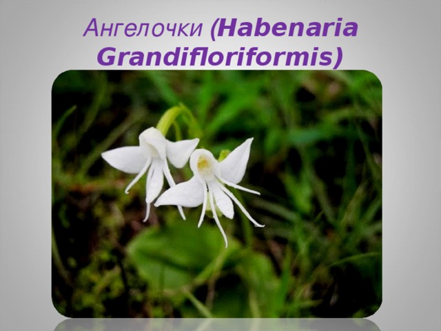 Ангелочки ( Habenaria Grandifloriformis)