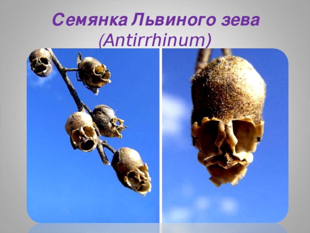 Семянка Львиного зева ( Antirrhinum)