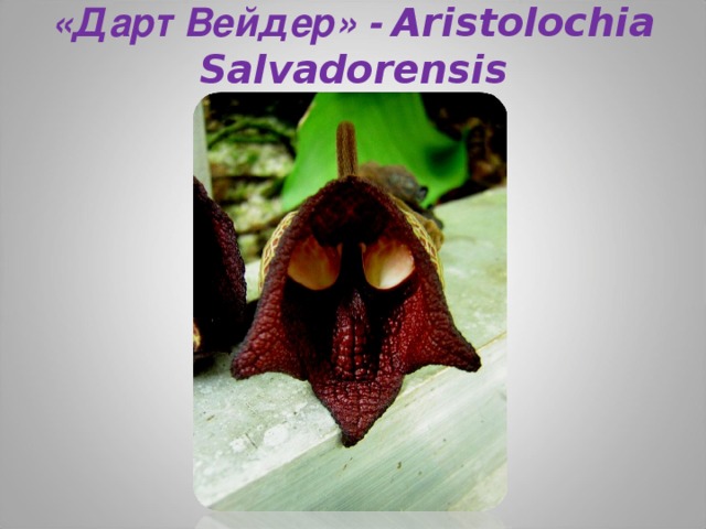 «Дарт Вейдер» - Aristolochia Salvadorensis