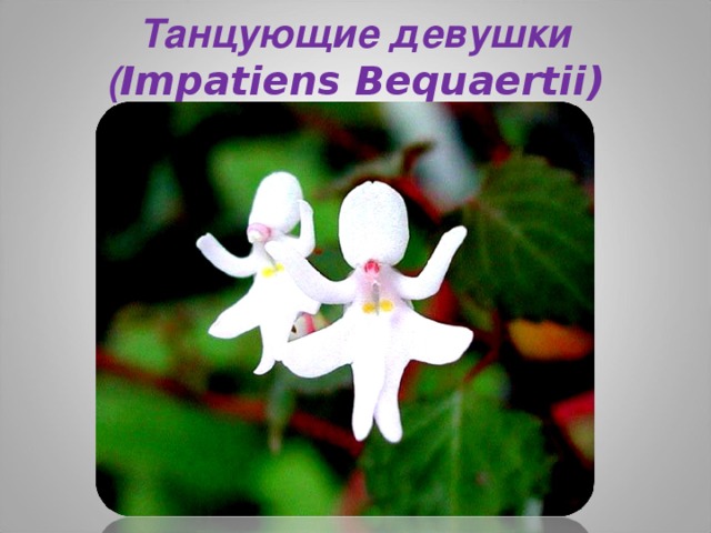 Танцующие девушки ( Impatiens Bequaertii)