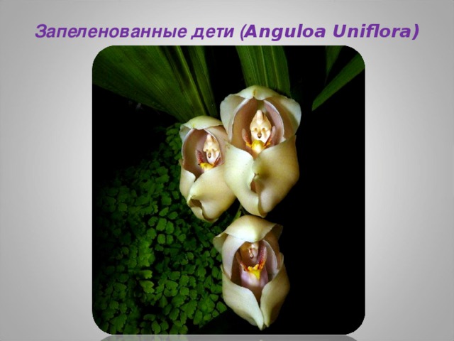 Запеленованные дети ( Anguloa Uniflora)